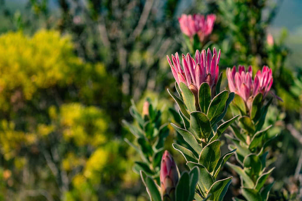 Proteas between the fynbos in the Stanford Mountains